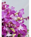 Orchid Spray Table Flower Spray