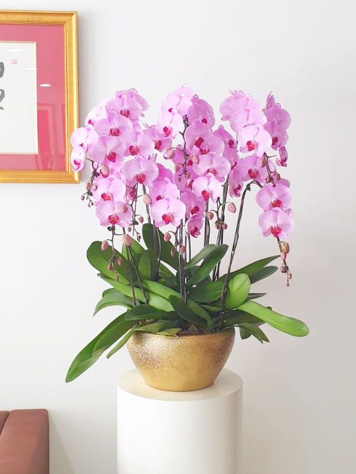 Prosperity Bloom Orchid - phalaenopsis orchid for opening stand